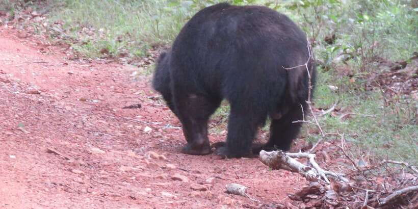 Kumana National Park : Full Day Safari (05:00 am - 06:00 pm) - Who will enjoy this 14-hour safari most?