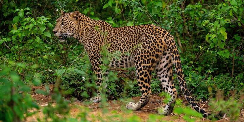 Kumana National Park : Full Day Safari (05:00 am - 06:00 pm) - The 5:00 am pickup from Arugam Bay, Pottuvil, or Panama