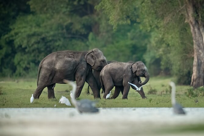 Kumana National Park Half Day Jeep Safari - Key points to know before booking