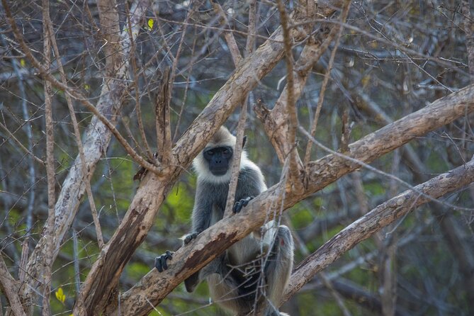 Kumana National Park Half Day Jeep Safari - Birds, mammals, reptiles, and turtles in one park