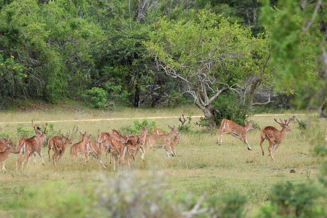 Kumana National Park Half Day Jeep Safari - Is $94 per person good value?