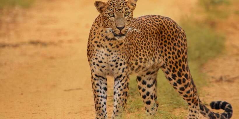 Kumana National Park Half day Jeep safari Morning/Afternoon - Kumana Safari at a Glance