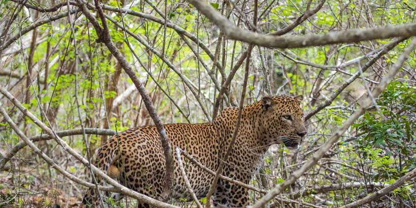 Kumana National Park Half day Jeep safari Morning/Afternoon - Why Kumana Makes a Strong Arugam Bay Day Trip