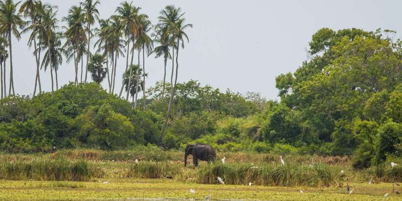 Kumana National Park Half day Jeep safari Morning/Afternoon - Four Hours Inside Kumana National Park