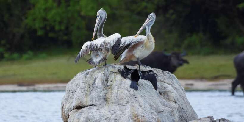 Kumana National Park Half day Jeep safari Morning/Afternoon - Birds Are the Main Event at Kumana