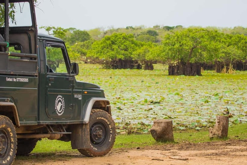Kumana National Park Half day Jeep safari Morning/Afternoon - Morning or Afternoon: Which Should You Choose?