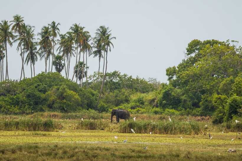 Kumana National Park Half day Jeep safari Morning/Afternoon - What the $54 Price Really Covers