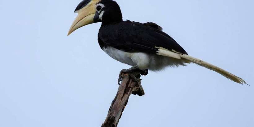 Kumana National Park Half day Jeep safari Morning/Afternoon - Who Will Enjoy This Kumana Tour Most?