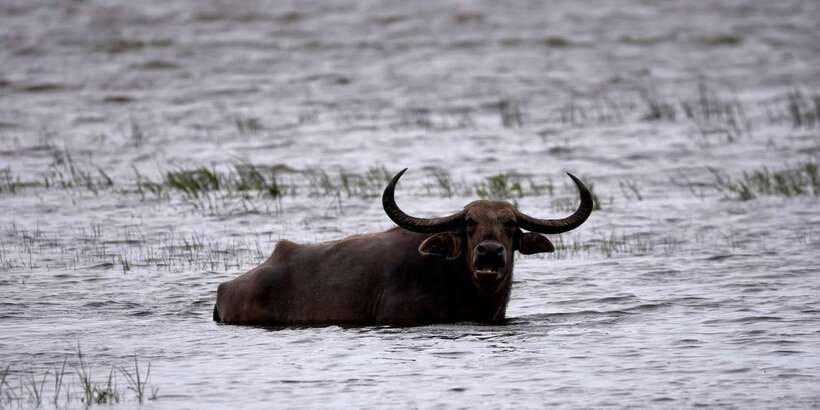 Kumana National Park Half day Jeep safari Morning/Afternoon - The One-Hour Ride from Arugam Bay