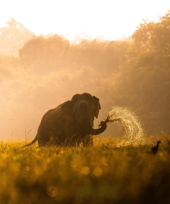 Kumana National Park Leopard Safari PRIVATE Tour - Should you book the Kumana private safari?