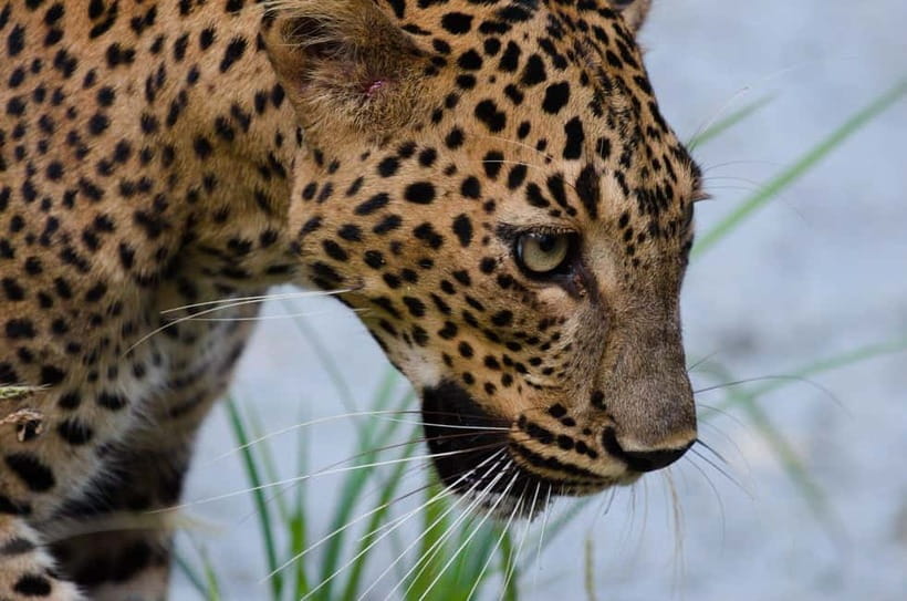 Kumana National Park Leopard Safari PRIVATE Tour - From Arugam Bay to Kumana’s park gate