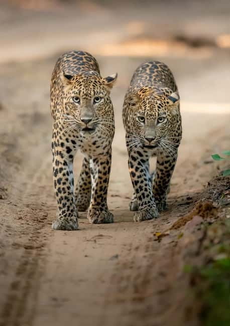 Kumana National Park Leopard Safari PRIVATE Tour - A quiet park with a rough-edged feel