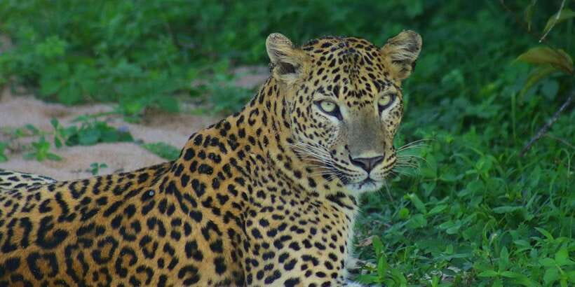 Kumana National Park : Morning or Afternoon Safari (6 h) - Comfort, Safety, and Who Should Skip It