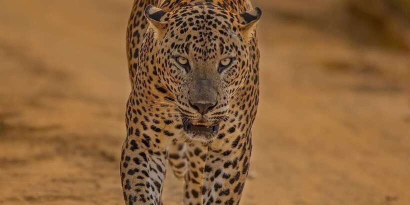 Kumana National Park : Morning or Afternoon Safari (6 h) - Pickup From Arugam Bay, Pottuvil, or Panama
