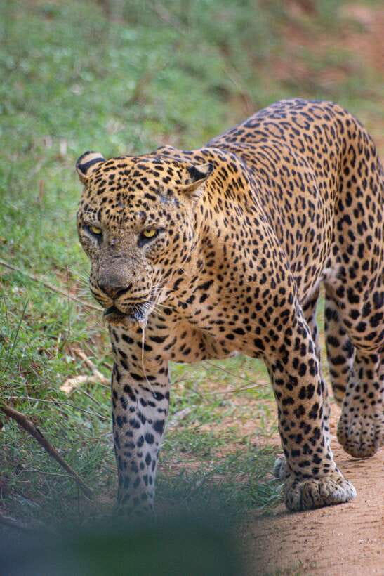 Kumana National Park : Morning or Afternoon Safari Tour - Why Kumana Is Worth Choosing Over a Standard Beach Day