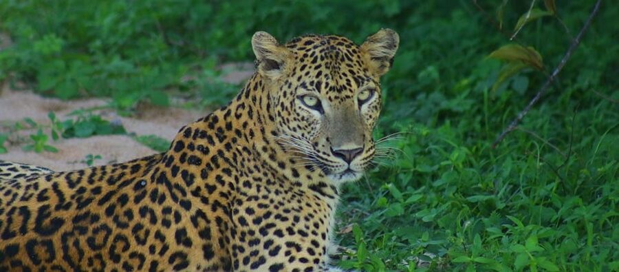 Kumana National Park : Morning or Afternoon Safari Tour - Should You Book Tiger Safaris?