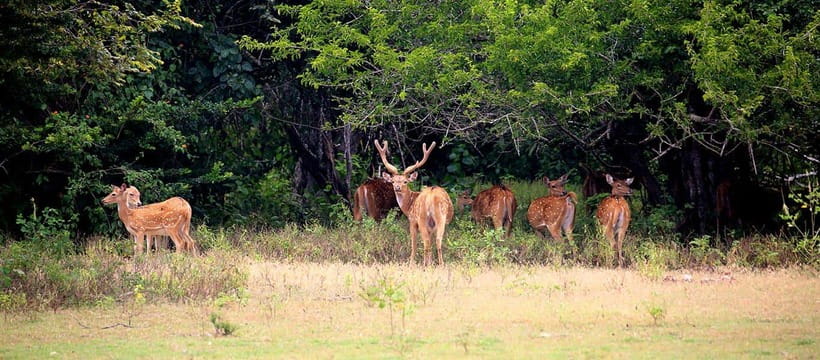 Kumana National Park : Morning or Afternoon Safari Tour - How Good Are the Guides?
