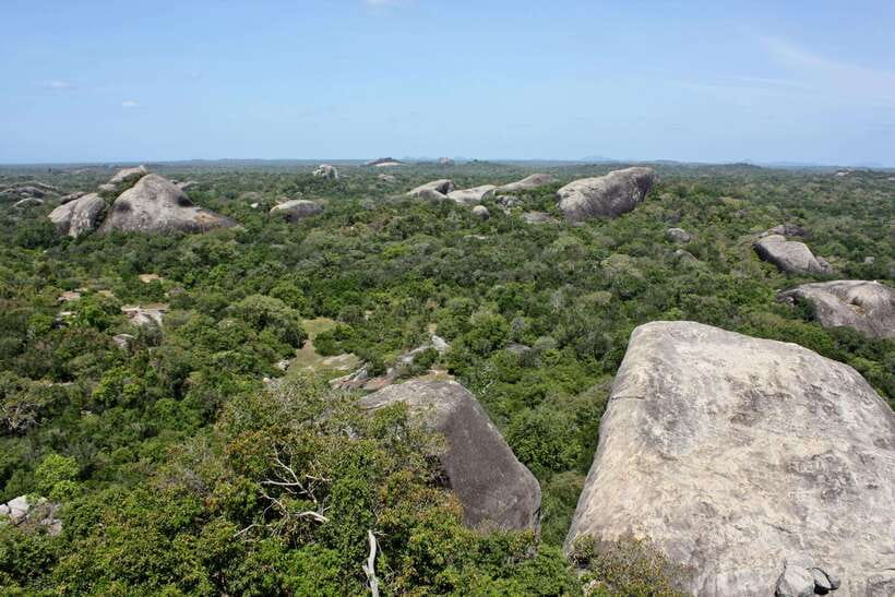 Kumana National Park : Morning or Afternoon Safari Tour - Who Will Enjoy This Safari Most?
