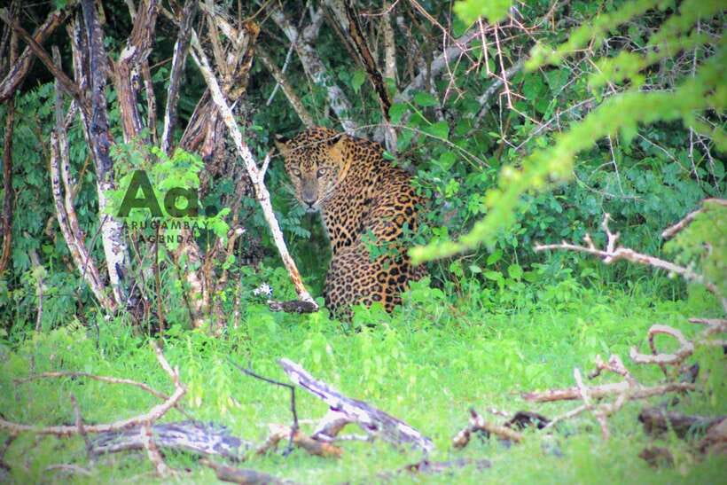 Kumana National Park : Private Half-Day Jeep Safari - Kumana Safari Highlights at a Glance