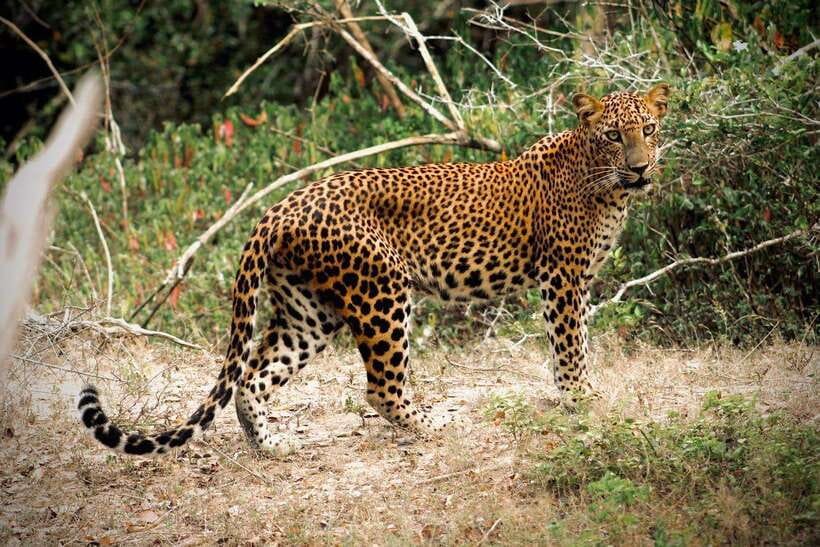 Kumana National Park : Private Half-Day Jeep Safari - Leaving Arugam Bay Before Sunrise