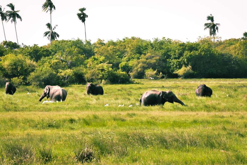 Kumana National Park : Private Half-Day Jeep Safari - Why the Guide Makes or Breaks the Day