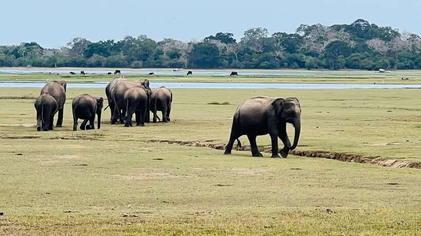 Kumana National Park : Private Half-Day Jeep Safari - The Private Jeep Question