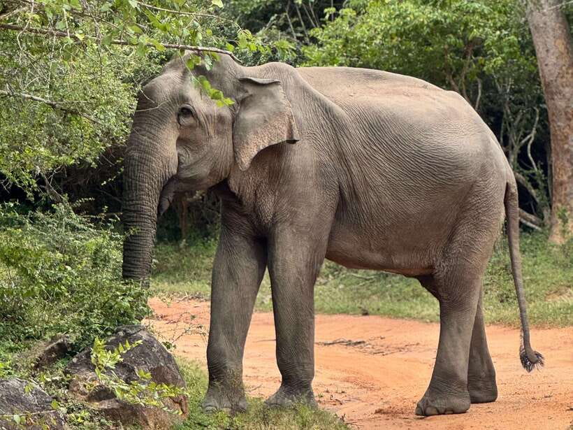 Kumana National Park : Private Half-Day Jeep Safari - Safety, Rules, and Simple Preparation