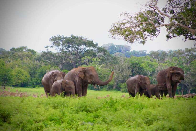 Kumana National Park : Private Half-Day Jeep Safari - Who Will Enjoy This Kumana Safari Most