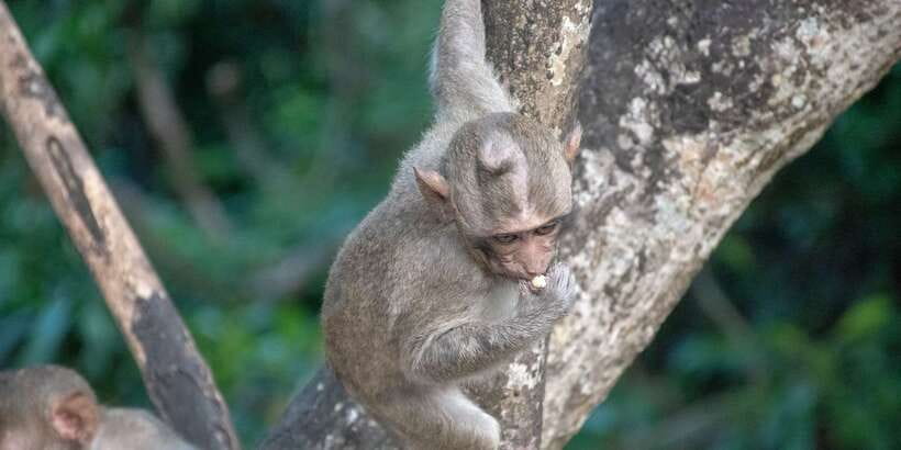 Lagoon Tour to Monkey Island in Negombo - Key points to know before you book