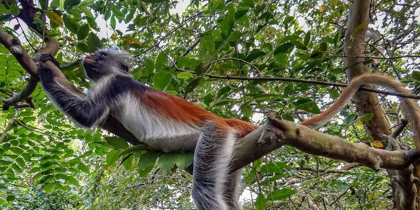 Lagoon Tour to Monkey Island in Negombo - Why Negombo makes a practical starting point