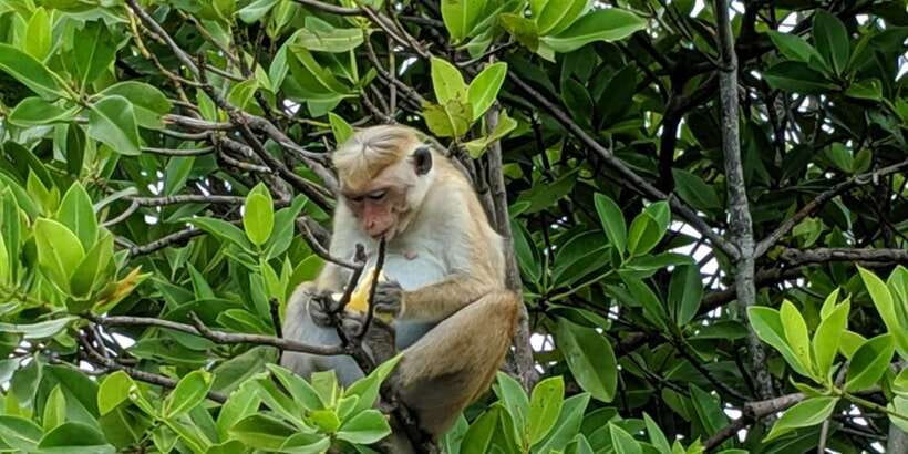 Lagoon Tour to Monkey Island in Negombo - Monkey Island and the wildlife encounter