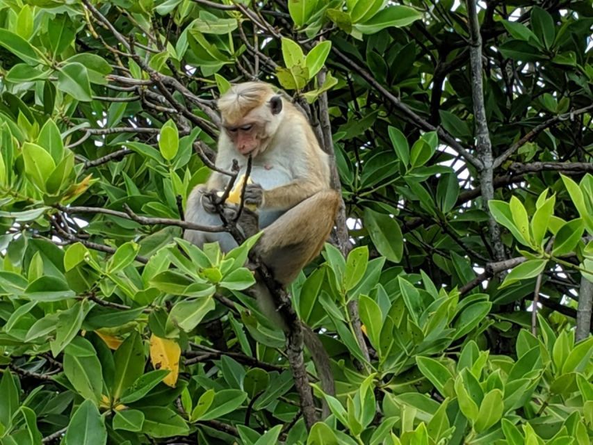 Lagoon Tour to Monkey Island in Negombo - The best season and the best time to go