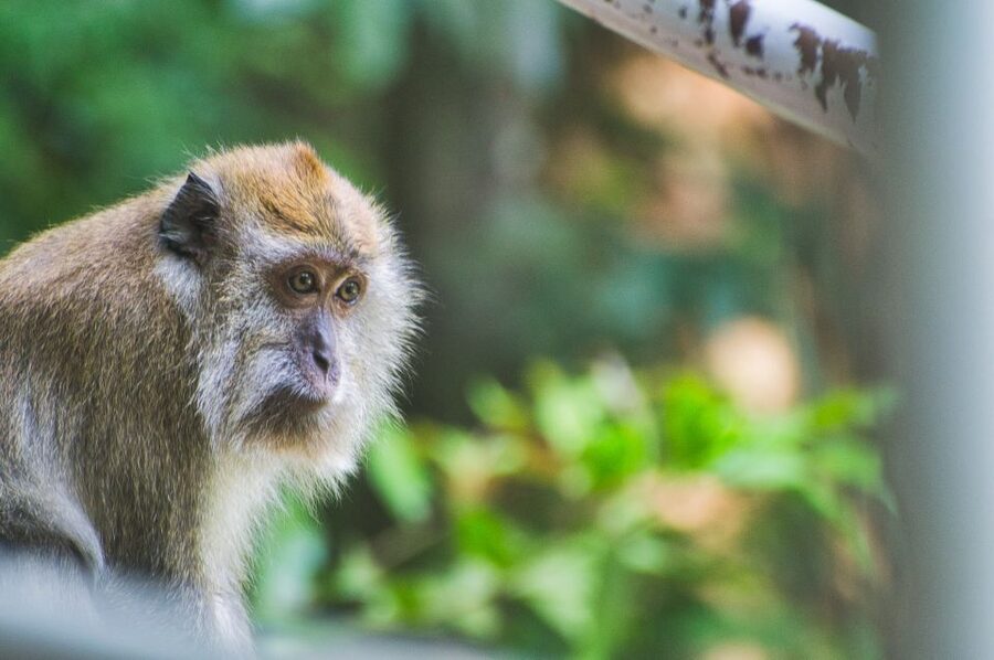 Lagoon Tour to Monkey Island in Negombo - Practical packing advice for the two-hour ride