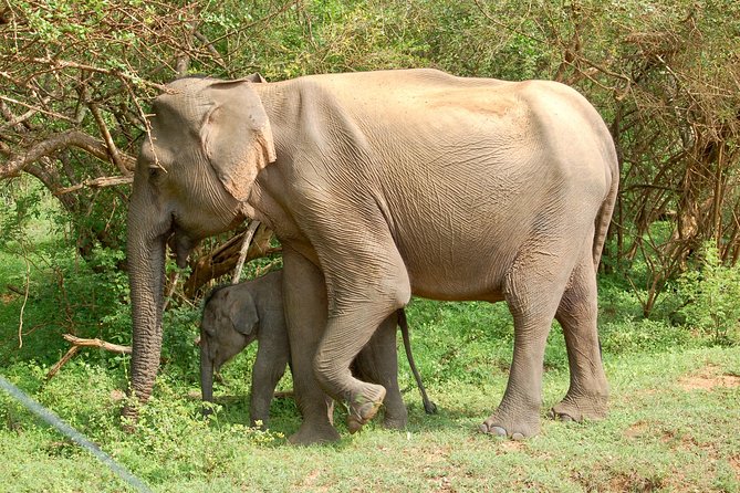 Leopard Safari in Yala National Park(Full Day/Half A Day) - Key points before you book