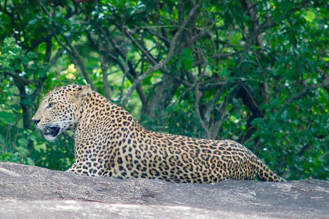 Leopard Safari in Yala National Park(Full Day/Half A Day) - Why the early start matters
