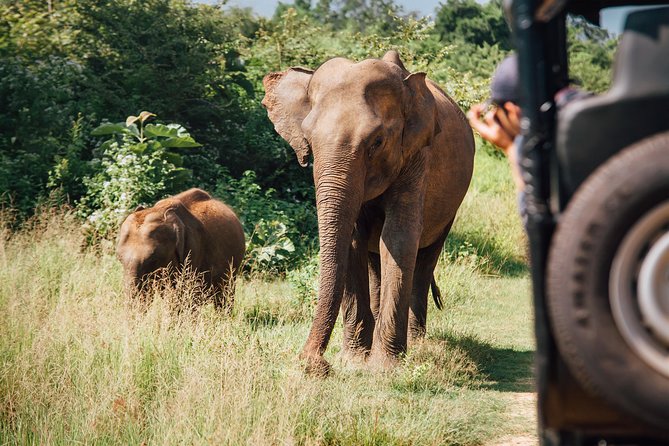 Leopard Safari Tour in Yala National Park - Elephants, sloth bears, and the rest of Yala