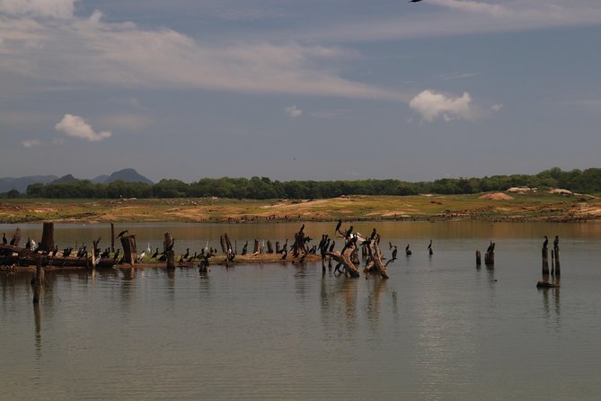 Live among swimming elephants and indigenous tribes – Gal Oya National Park - Watching elephants swim between islands