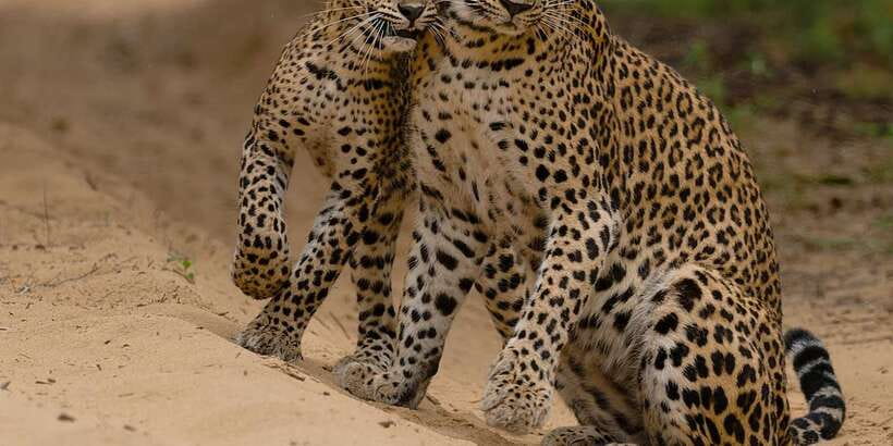Lunugamvehera National Park Safari ( Yala Block V / VI ) - Why Choose Lunugamvehera Instead of the Crowded Yala Core?