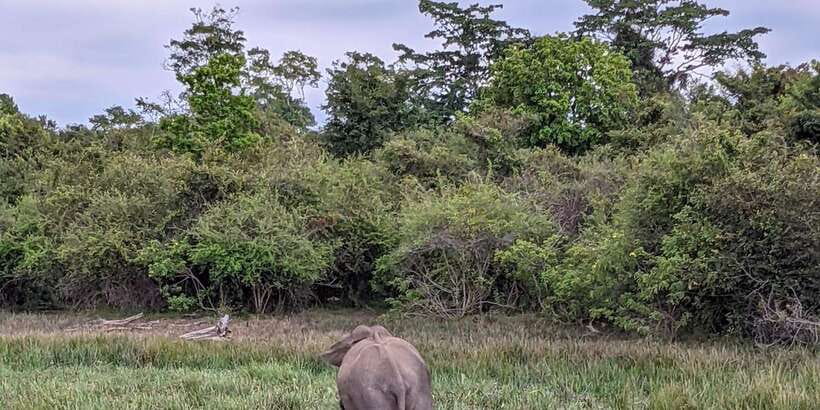 Lunugamvehera National Park Safari ( Yala Block V / VI ) - Pickup From Thanamalwila, Kataragama, or Tissamaharama