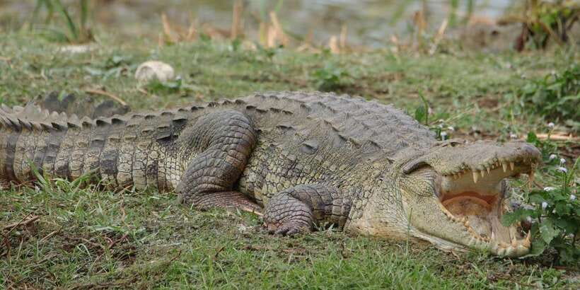 Lunugamvehera National Park Safari ( Yala Block V / VI ) - Four Hours Among Deer, Buffalo, Birds, and Crocodiles