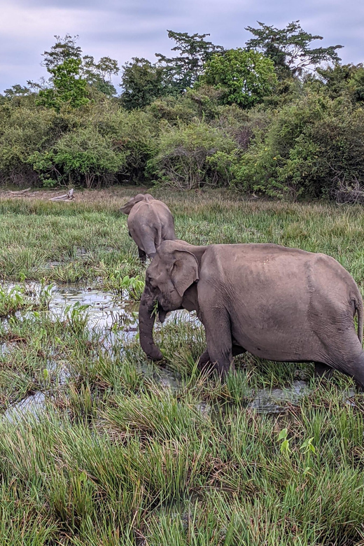 Lunugamvehera National Park Safari ( Yala Block V / VI ) - Searching for Leopards Without False Promises