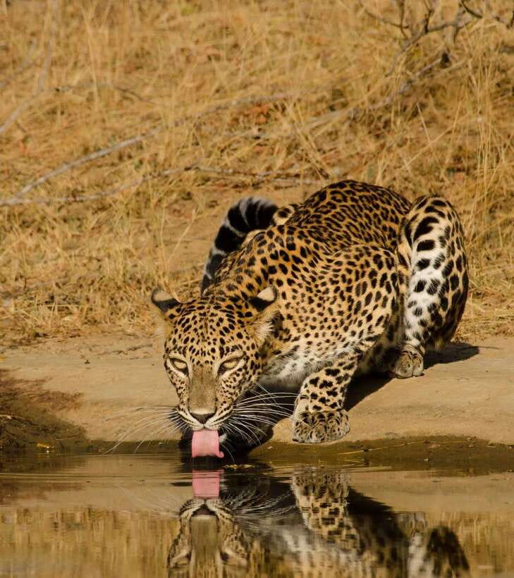 Lunugamvehera National Park ( Yala Block 5 / 6 ) Wild Safari - The one-hour ride sets the pace