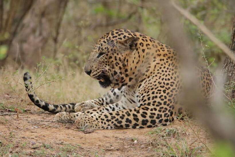 Lunugamvehera National Park ( Yala Block 5 / 6 ) Wild Safari - Four hours among grass, trees, and water