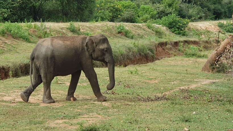 Lunugamvehera National Park ( Yala Block 5 / 6 ) Wild Safari - Leopards, sloth bears, and the value of patience