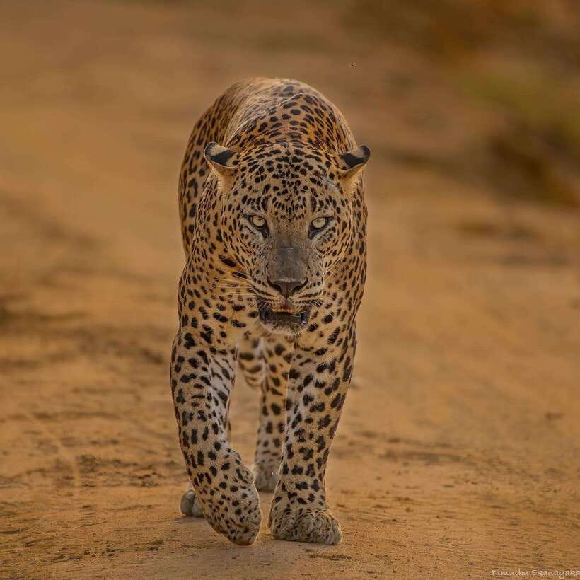 Lunugamvehera National Park ( Yala Block 5 / 6 ) Wild Safari - What the guides add to the day