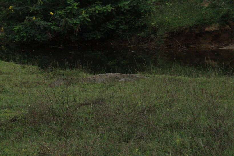 Lunugamvehera National Park ( Yala Block 5 / 6 ) Wild Safari - Is $34 good value after the entry fee?