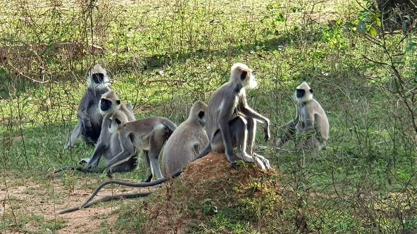 Lunugamvehera National Park ( Yala Block 5 / 6 ) Wild Safari - Starting from Tissamaharama, Thanamalwila, or Kataragama