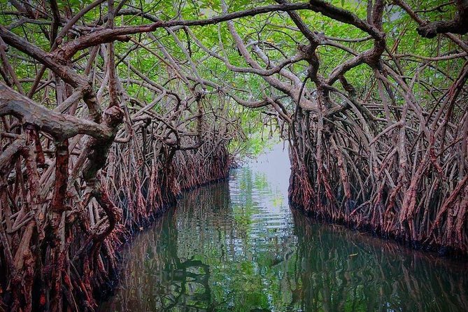 Madu River Boat Safari Balapitiya - Cinnamon Island and everyday local use