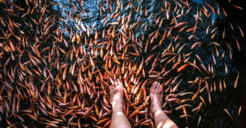 Madu River Boat Tour and Cinnamon Garden visit - An island temple and the fish massage option