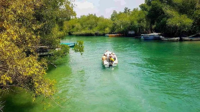 Madu River Boat Tour and Cinnamon Garden visit - Looking for crocodiles, birds, and river life